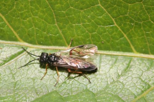 Emphytus calceatus